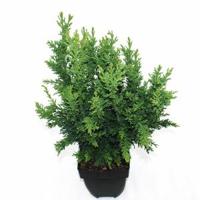 Schijncipres (Chamaecyparis obtusa "Drath") conifeer - thumbnail