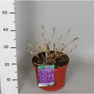 Hydrangea Macrophylla "Hovaria Hobergine" boerenhortensia Hydrangea Macrophylla "Hovaria Hobergine" boerenhortensia