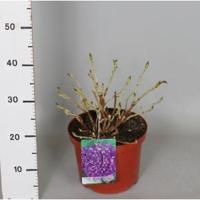 Hydrangea Macrophylla "Hovaria Hobergine" boerenhortensia - thumbnail