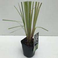 Pampasgras (Cortaderia selloana "Pumila") siergras - In 5 liter pot - 1 stuks - thumbnail