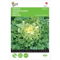 Andijvie Nuance - thumbnail