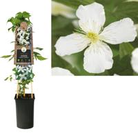 Witte bosrank (Clematis montana "Grandiflora") klimplant - thumbnail