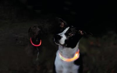 TRIXIE HALSBAND HOND FLASH LICHTHALSBAND USB TPU / NYLON ORANJE 35X0,7 CM - thumbnail