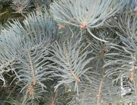 Zilverspar - thumbnail