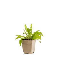 Knoopkruid vaste plant Griffioen - Griffioen - thumbnail