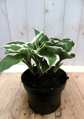 Hosta Hartlelies groenwit blad Warentuin Natuurlijk - Warentuin natuurlijk