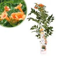 Campsis Indian Summer - Trompetbloem - P15 - thumbnail