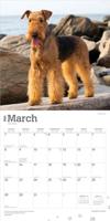 Airedale Terrier Kalender 2026 - thumbnail