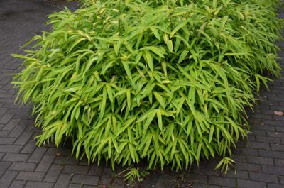 Dwergbamboe Dwergbamboe