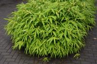 Dwergbamboe - thumbnail