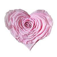 Longlife Rozenhartje lichtroze - thumbnail