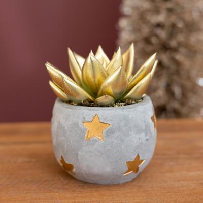 Gouden Echeveria - P6