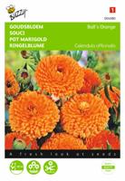 Calendula, Goudsbloem Ball's Orange dubbelbloemig - thumbnail