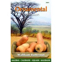 Zaden Ornamental Wintersquash Waltham Butternut Buzzy - Buzzy - thumbnail