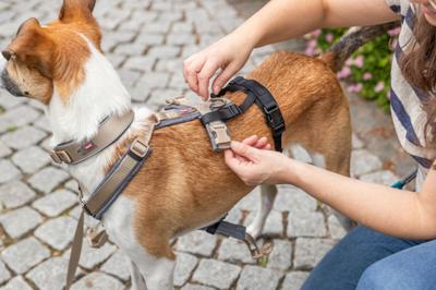 TRIXIE PANIEKADAPTER STAY VOOR TUIGEN ZWART
