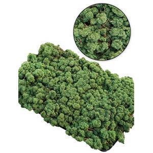 IJslandsmos donkergroen 0,5 m2