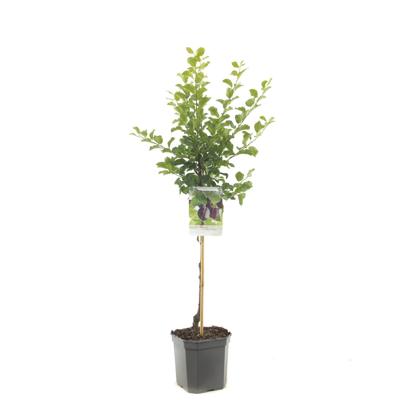 Prunus domestica Reine Claude d'Althan Pruim laagstam fruitplant Fruithof - Fruithof