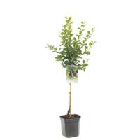 Prunus domestica Reine Claude d'Althan Pruim laagstam fruitplant Fruithof - Fruithof - thumbnail