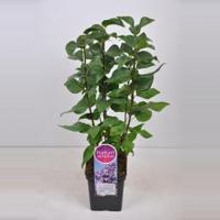 Sering (syringa vulgaris "Lavender Lady") - 50-70 cm - 1 stuks - thumbnail