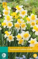 Narcis golden echo 5 narcisbollen - thumbnail