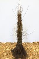 Hartbladige els - thumbnail