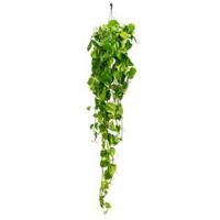 Scindapsus epipremnum aureum L hangplant - thumbnail