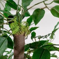 Boomstructuur Home ESPRIT Polyester Hout 80 x 80 x 180 cm - thumbnail