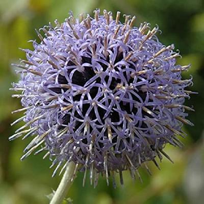 Echinops bloemzaden - Kogeldistel blauw - thumbnail