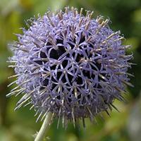 Echinops bloemzaden - Kogeldistel blauw - thumbnail