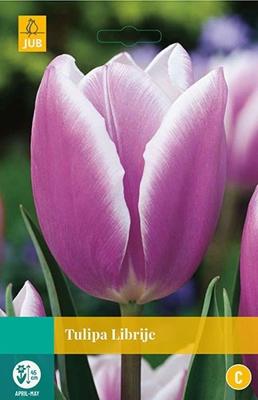 Tulp Librije 7 bollen