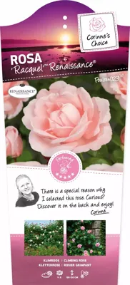 Klimrozen Racquel Renaissance - Roze klimroos