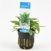 Cryptocoryne willisii - 6 stuks - aquarium plant - thumbnail