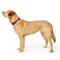 Hondenhalsband Hunter Paars 37-45 cm - thumbnail