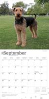 Airedale Terrier Kalender 2026 - thumbnail