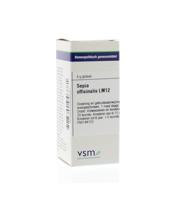 Sepia officinalis LM12 - thumbnail