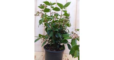 Viburnum Tinus 30 cm Sneeuwbal Warentuin Natuurlijk - Warentuin natuurlijk Viburnum Tinus 30 cm Sneeuwbal Warentuin Natuurlijk - Warentuin natuurlijk