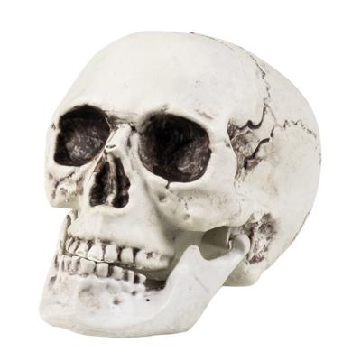 Schedel Mailla met beweegbare kaak 20x15cm