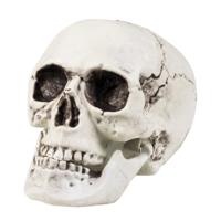 Schedel Mailla met beweegbare kaak 20x15cm - thumbnail
