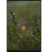 Animal Essences Spider (spin) 30 Milliliter - thumbnail