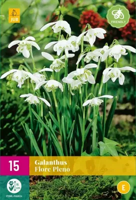 Galanthus flore pleno 15 bollen