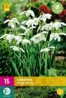 Galanthus flore pleno 15 bollen - thumbnail
