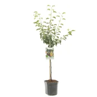 Perenboom Pyrus Communis Gieser Wildeman - Stoofpeer - thumbnail