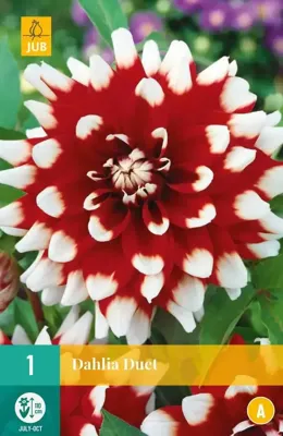 Dahlia duet 1st bloembol zomer Dahlia JUB - Jub