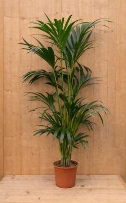 Kentiapalm Howea Forsteriana kamerplant potmaat 22 cm H110-130 cm Warentuin Natuurlijk - Warentuin natuurlijk