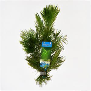 Ceratophyllum demersum - 10 stuks - aquarium plant Ceratophyllum demersum - 10 stuks - aquarium plant