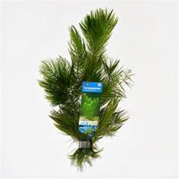 Ceratophyllum demersum - 10 stuks - aquarium plant - thumbnail