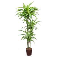 Dracaena lemon lime santoa hydrocultuur plant - thumbnail