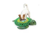 AFP  Dig It - Treat Mat Zeeschildpad - thumbnail