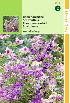 Schizanthus Wisetonensis Angel Wings - Hortitops Schizanthus Wisetonensis Angel Wings - Hortitops