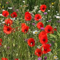 Papaver Orientale zaden Oosterse rode Klaproos - thumbnail